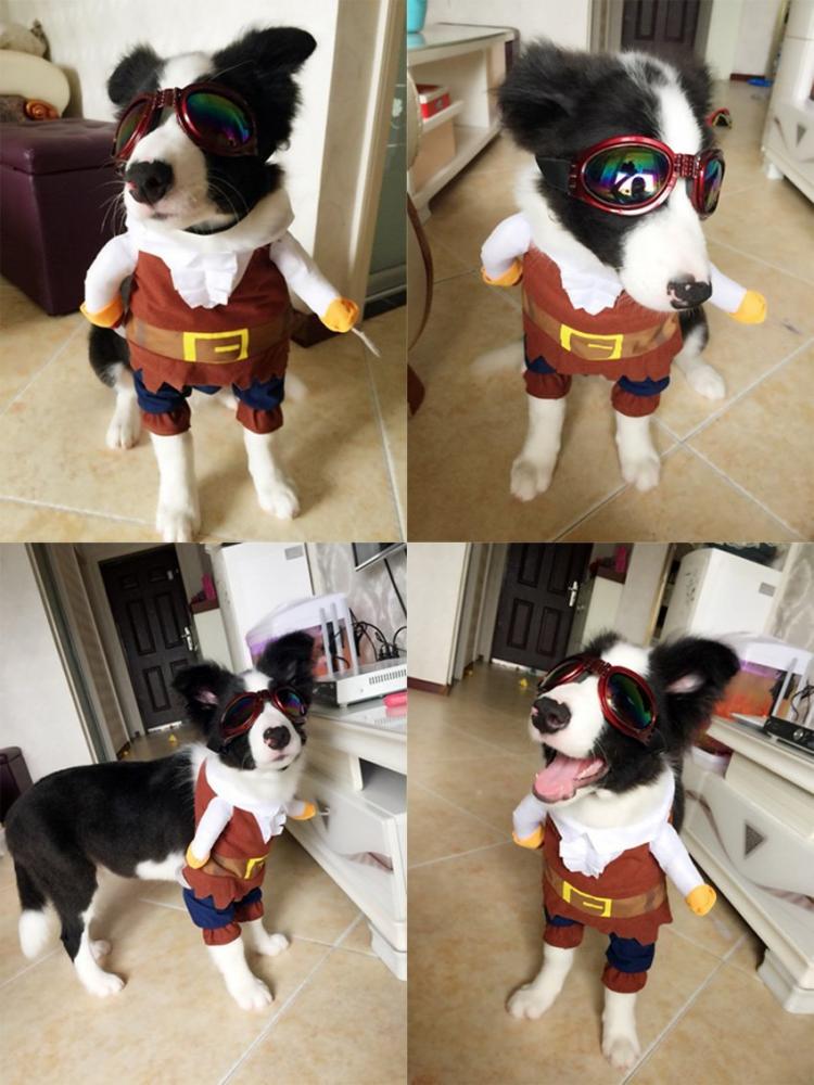 Cat pirate costume