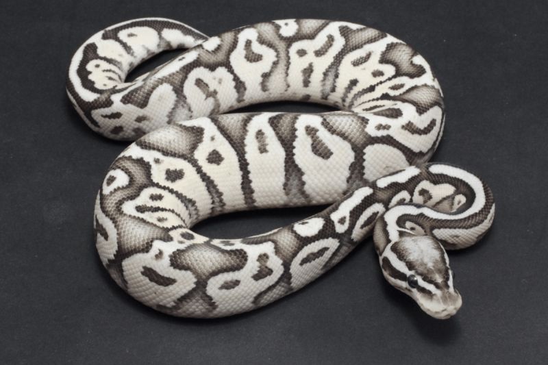 Cute Ball Python Morphs - Best Mountain Images in 8K