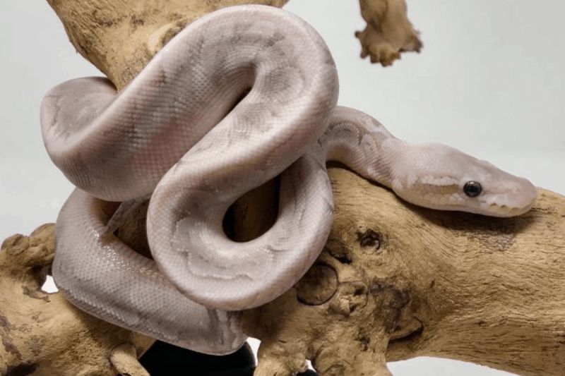 Best Beginner Ball Python Morphs At Michael Gates Blog - Premium Sunset Background - Retina