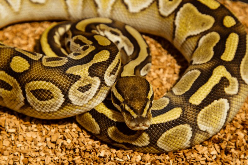 How To Breed Ball Python Morphs Oddly Cute Pets - Amazing Space Texture - Mobile