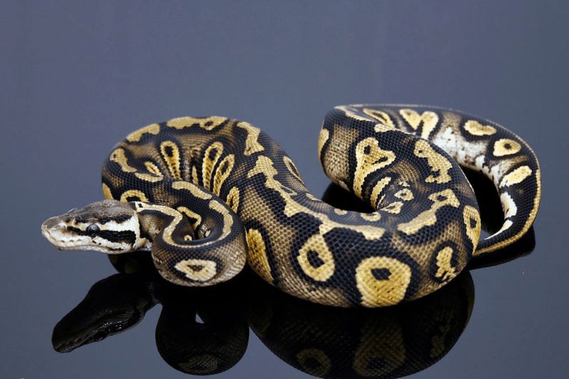 Fuck Yeah Ball Python Morphs Photo - Artistic Ultra HD Ocean Arts | Free Download