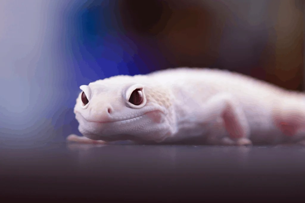 Leopard gecko impaction causes and treatment