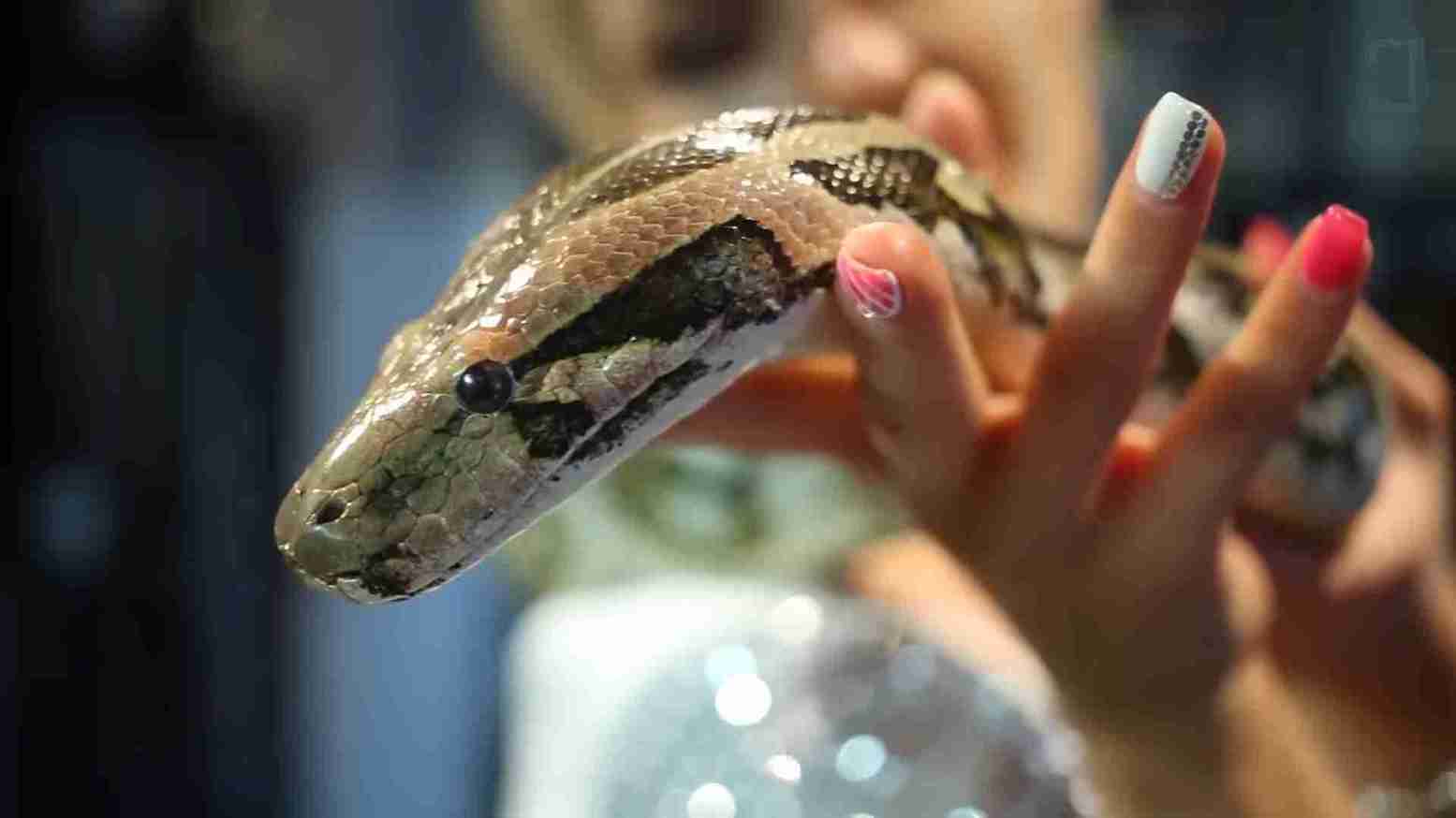 Difference between a boa constrictor and anaconda