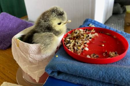 Ti'Piou : poussin de un jour accidenté (fracture du fémur) et maintenu immobilisé pour le moment du repas.