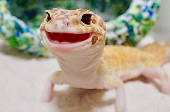 Leopard gecko facts: their vision is even better than that of a cat