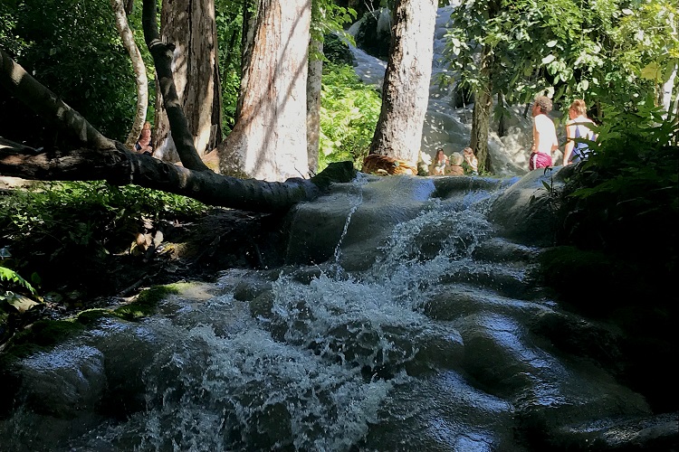 Bua Thong Waterfalls (น้ำตกบัวทอง) in Chiang Mai (Thailand), also known as Sticky Waterfalls is certainly the best of Chiang Mai Waterfalls and one of the top places to visit in Chiang Mai. With limestone deposits giving you full grip, you can walk through this waterfall situated in SriLanna National Forest making it the most unique waterfall of Thailand or even in the world. Also visit Nam Phu Chet Si nearby.