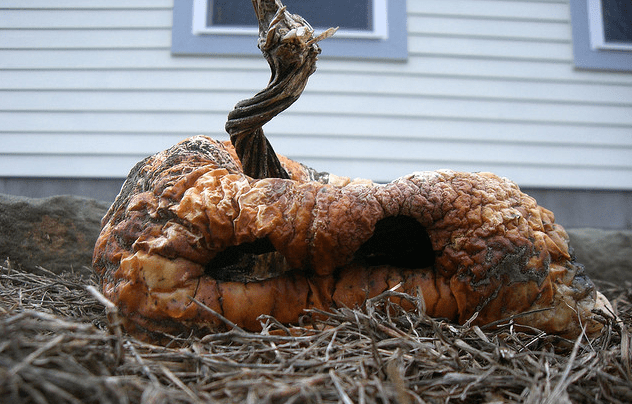 rotten pumpkin