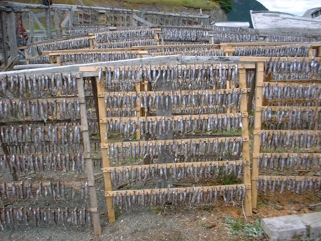 Racks of caplin drying