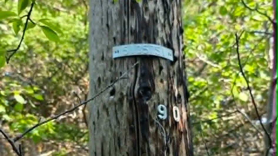 An old utility pole, on my property in rural Newfoundland