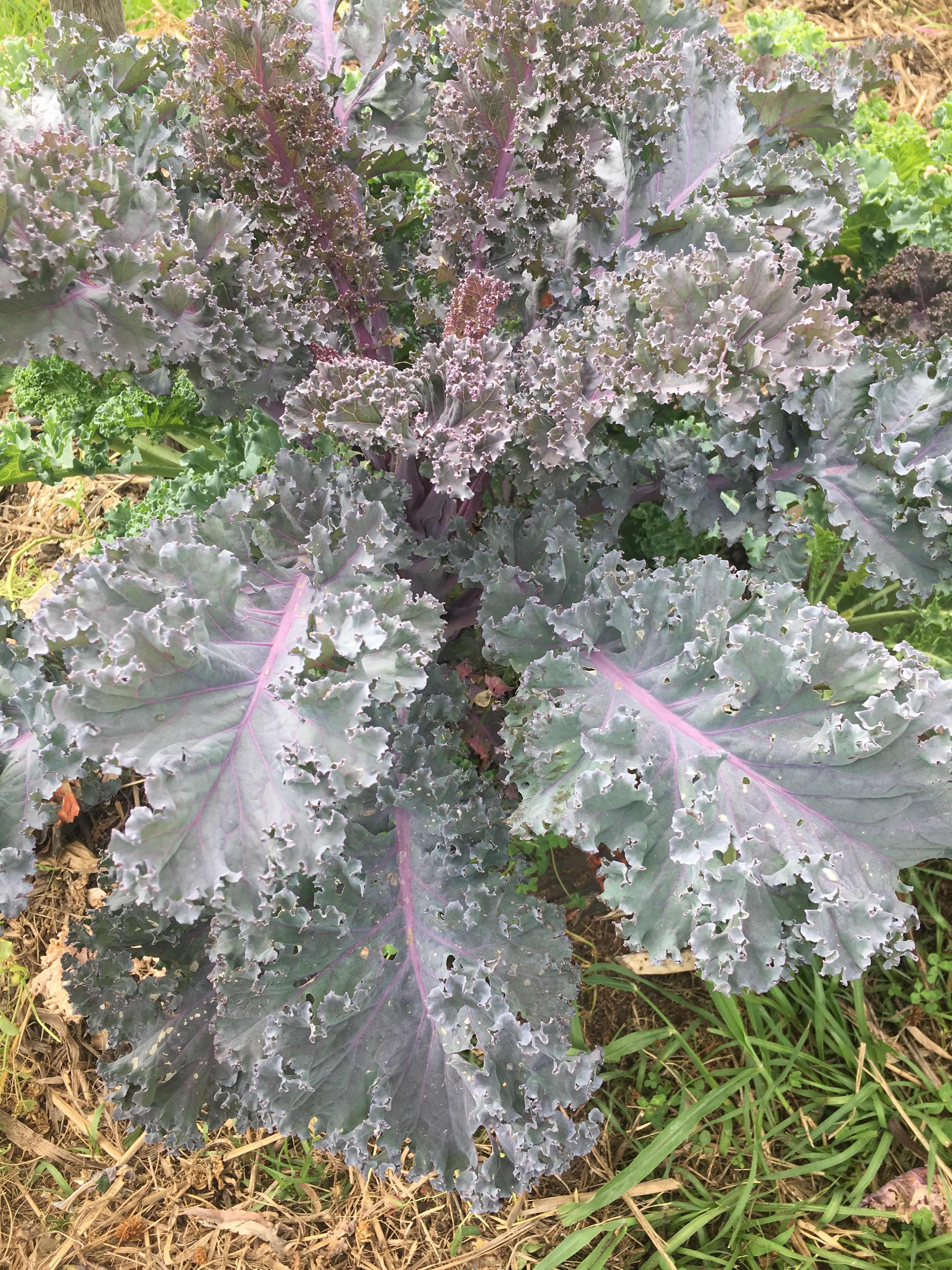 Kale