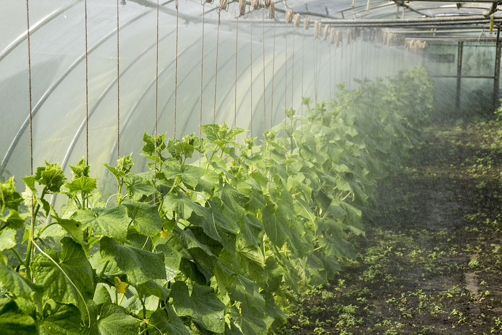 A complete guide to growing cucumbers in containers