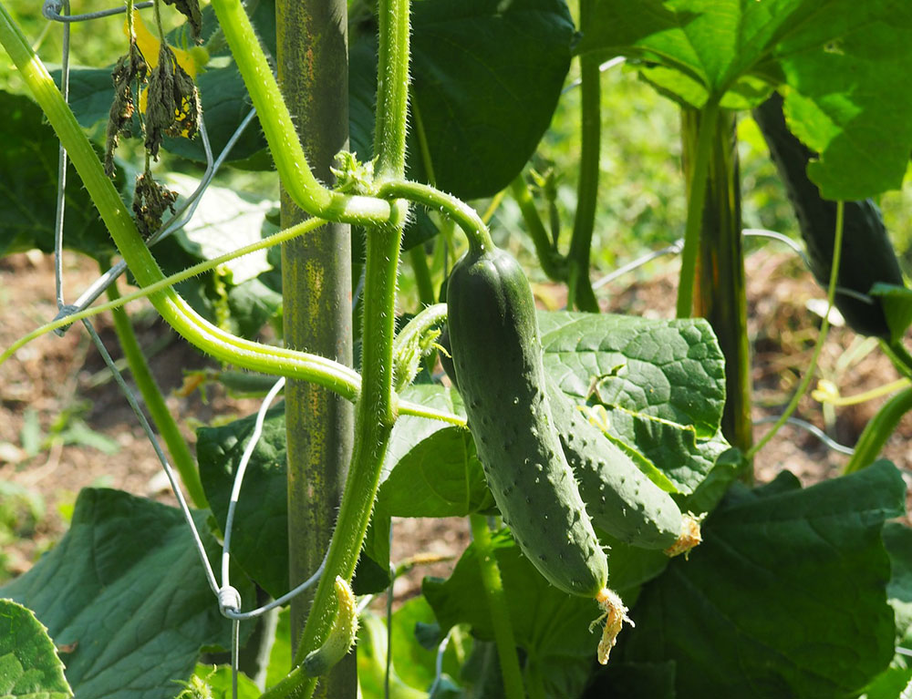 A complete guide to growing cucumbers in containers