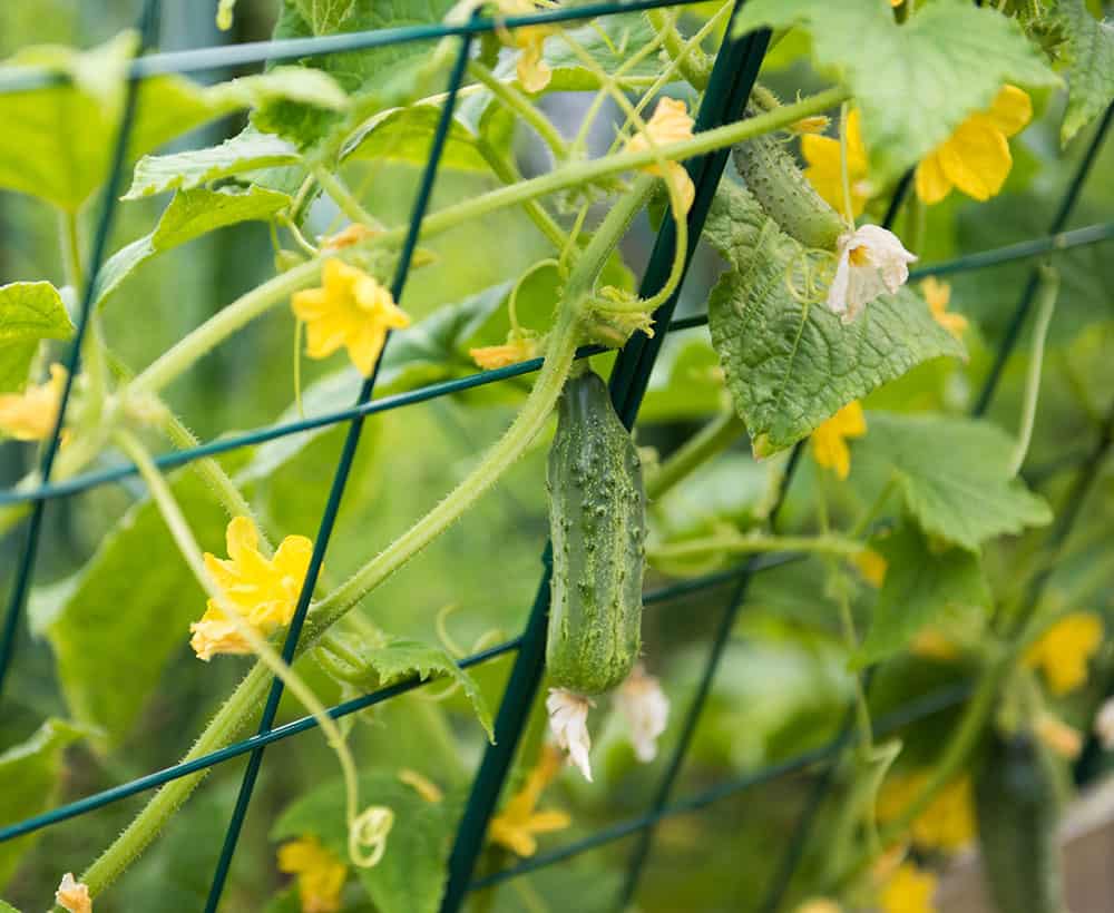 A complete guide to growing cucumbers in containers