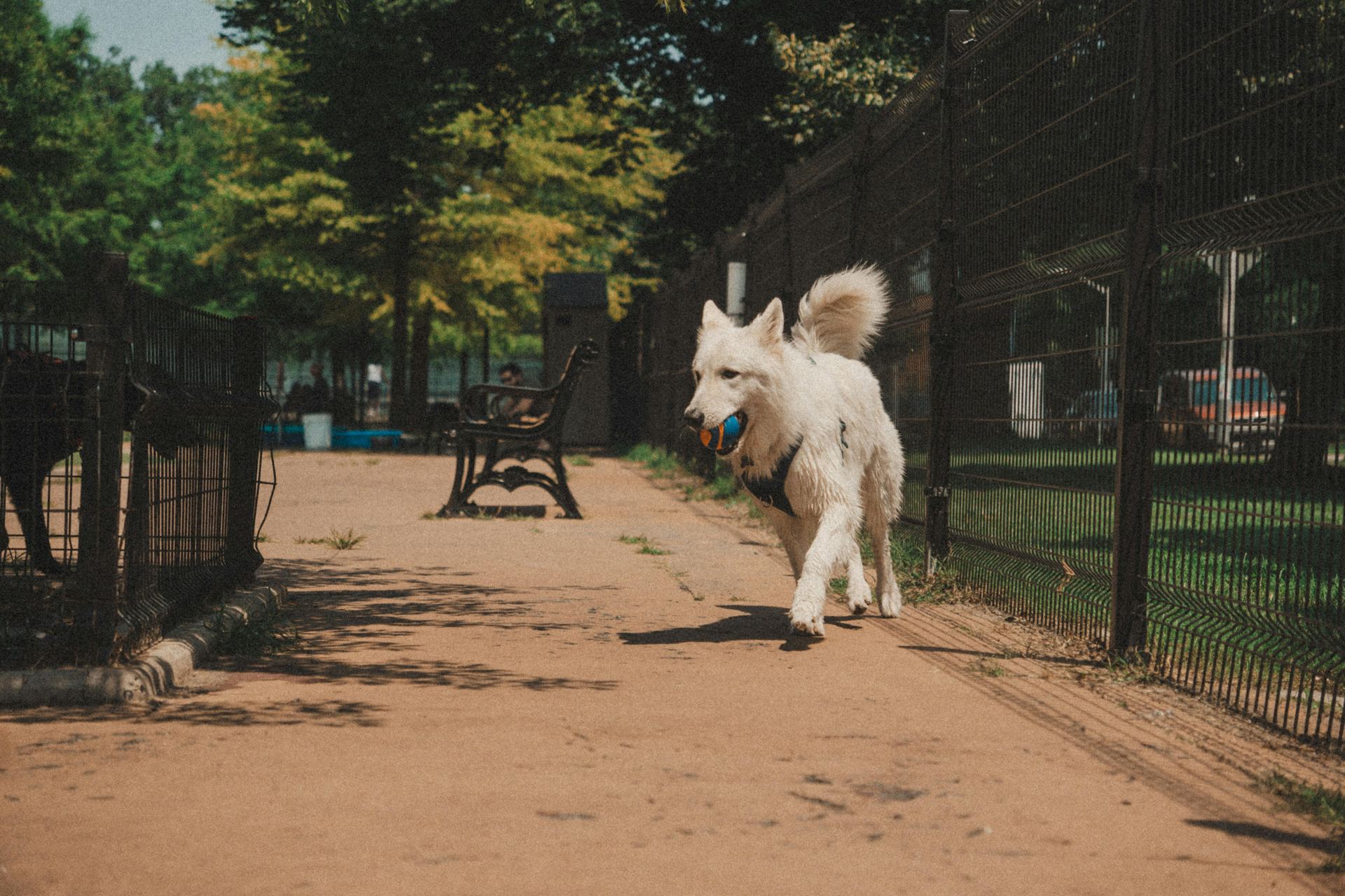 Best Dog Parks In America Free Directory Hero 