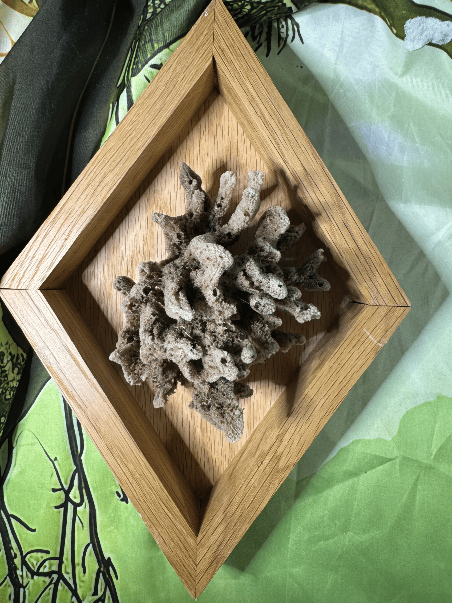 Shell Shadowbox "Remnants of the Storm"