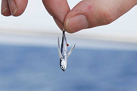 small fish SEO