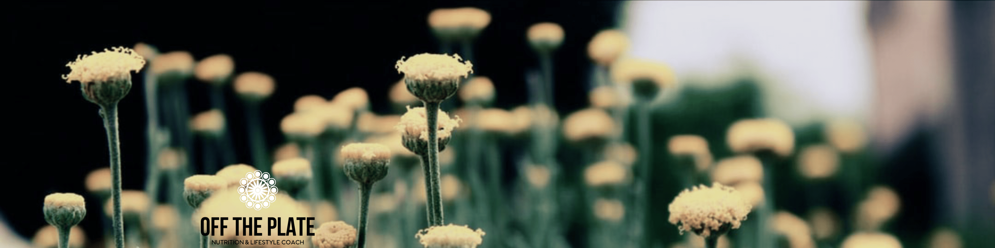 Field of flowers with one area in focus