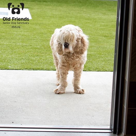 Finding great mack truck salvage parts doesn't have to be a time consuming project. Mack Old Friends Senior Dog Sanctuary