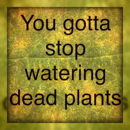 dead-plants7