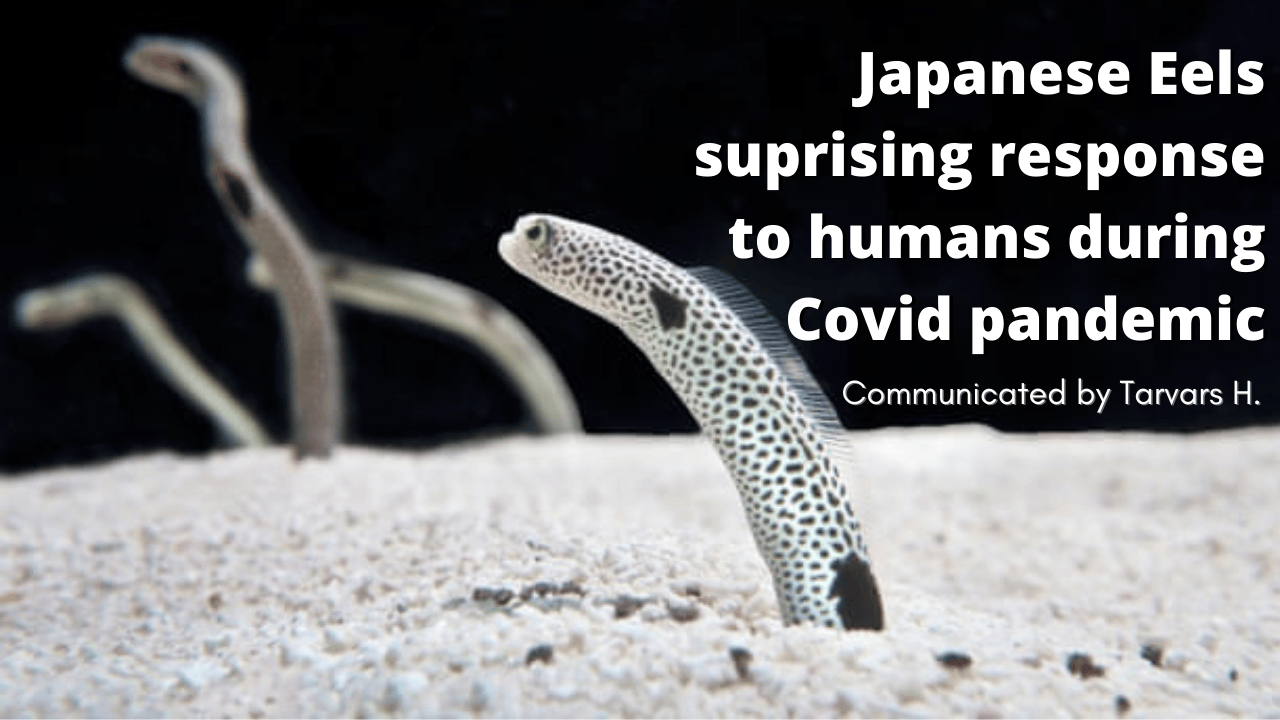 Japanese aquarium urges public to video-chat eels who are forgetting humans exist