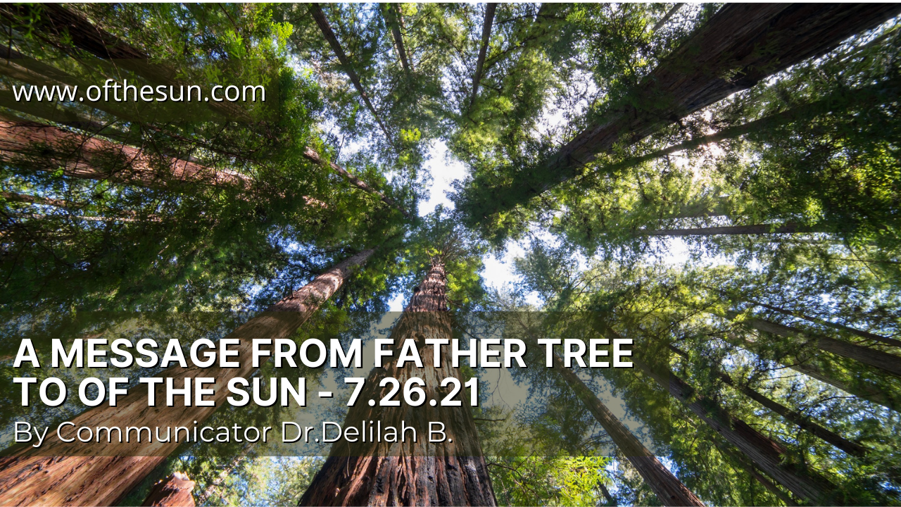 A Message from Father Tree to Of The Sun - 7.26.21