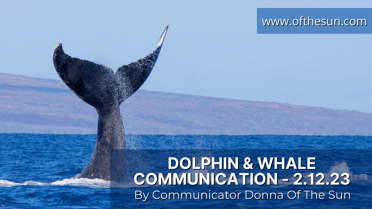 Dolphin & Whale Communication 2.12.23