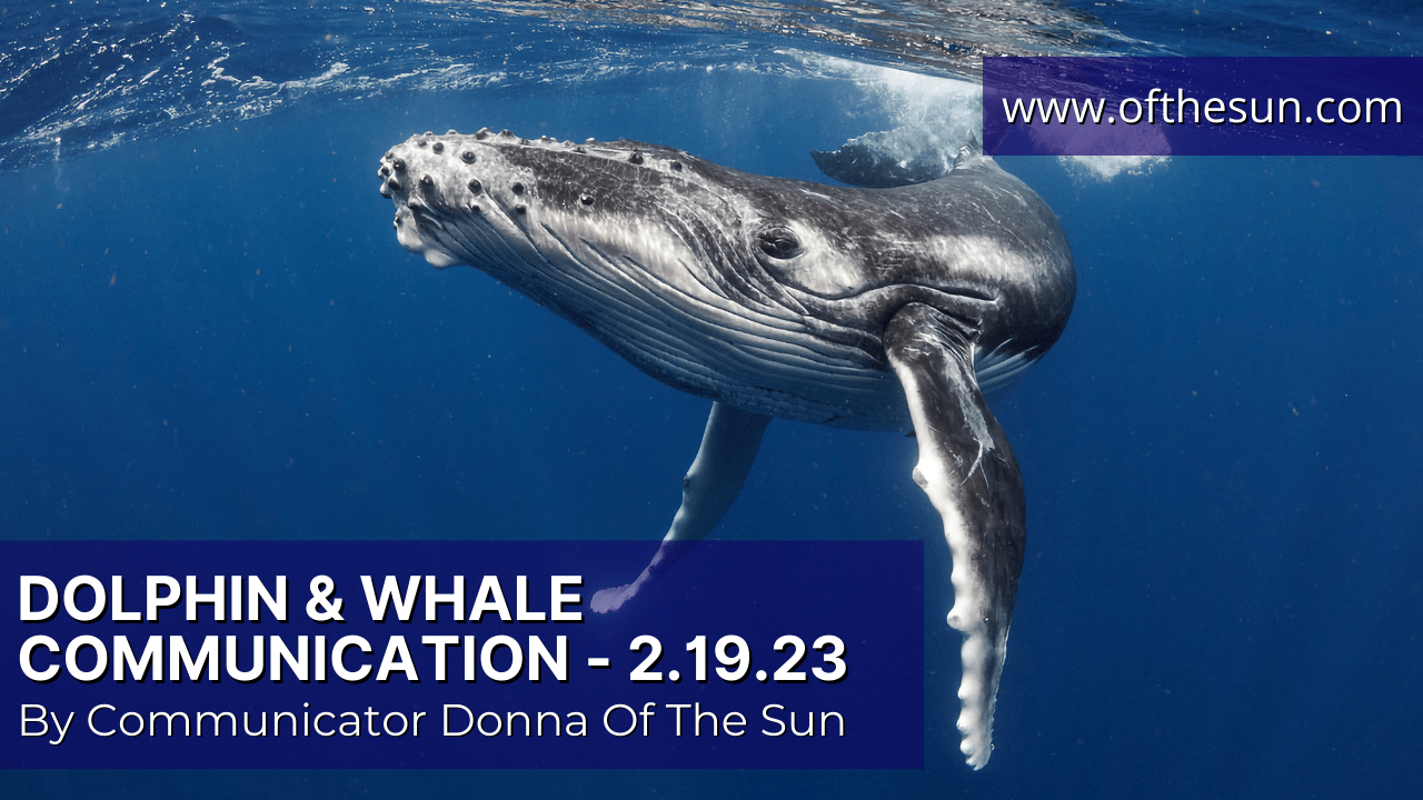 Dolphin & Whale Communication 2.19.23