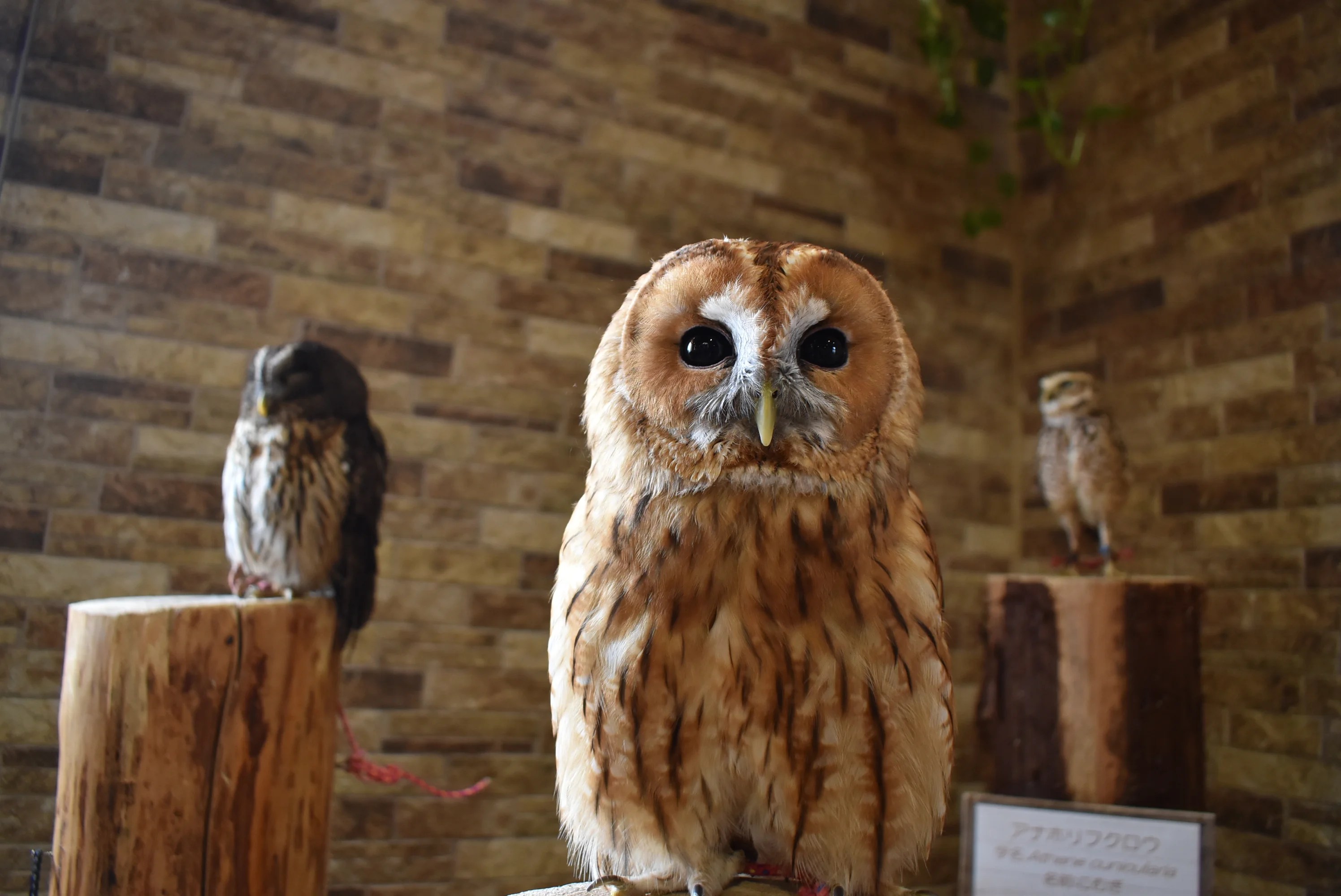 埼玉県深谷市「深谷花鳥カフェ」で世界の鳥たちにふれあう | おいで