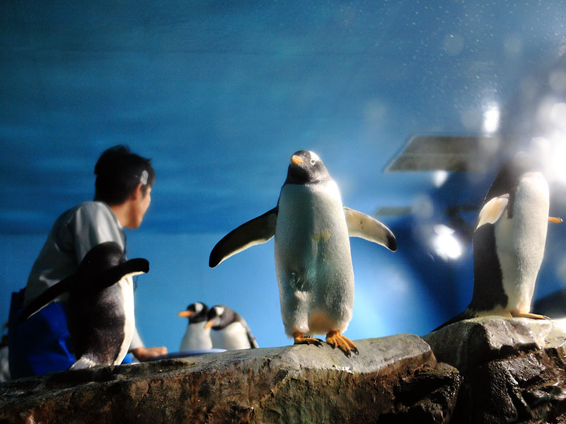 男鹿水族館gao