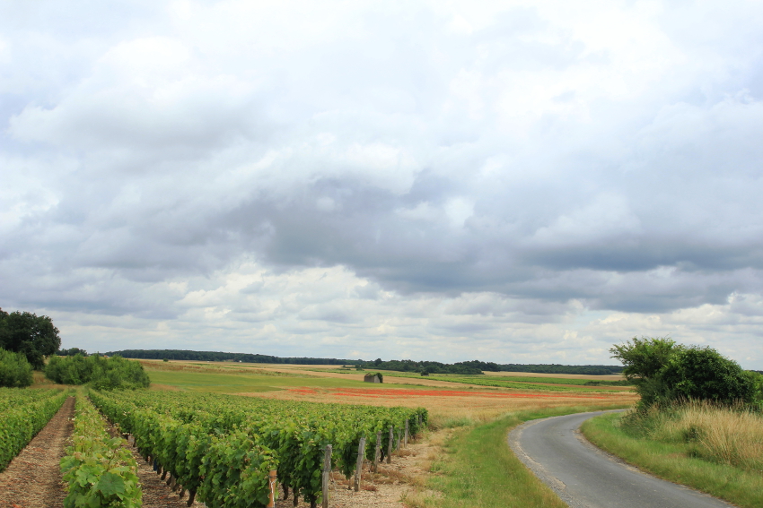 wijngaard, graan en klaprozen