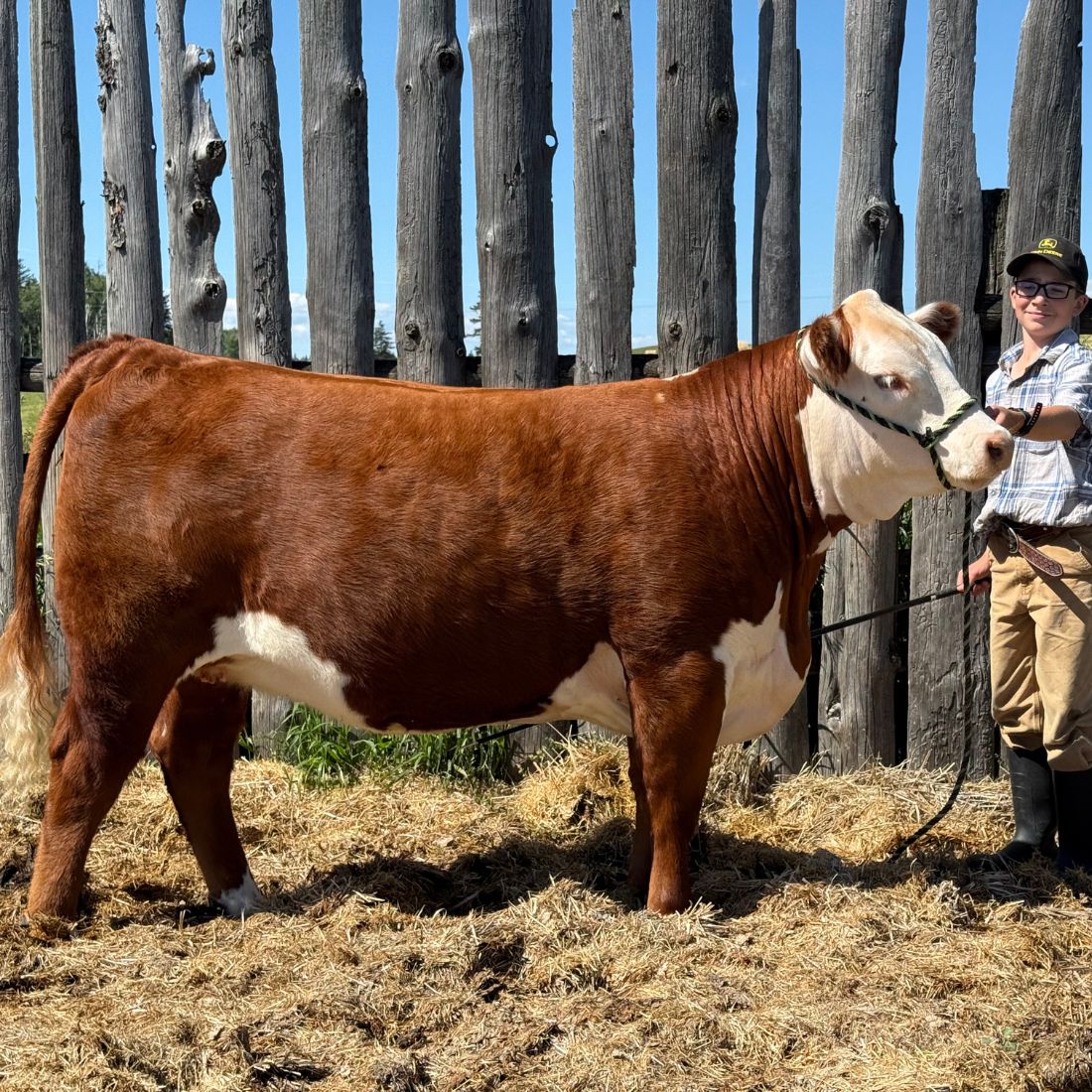 Hereford show heifer