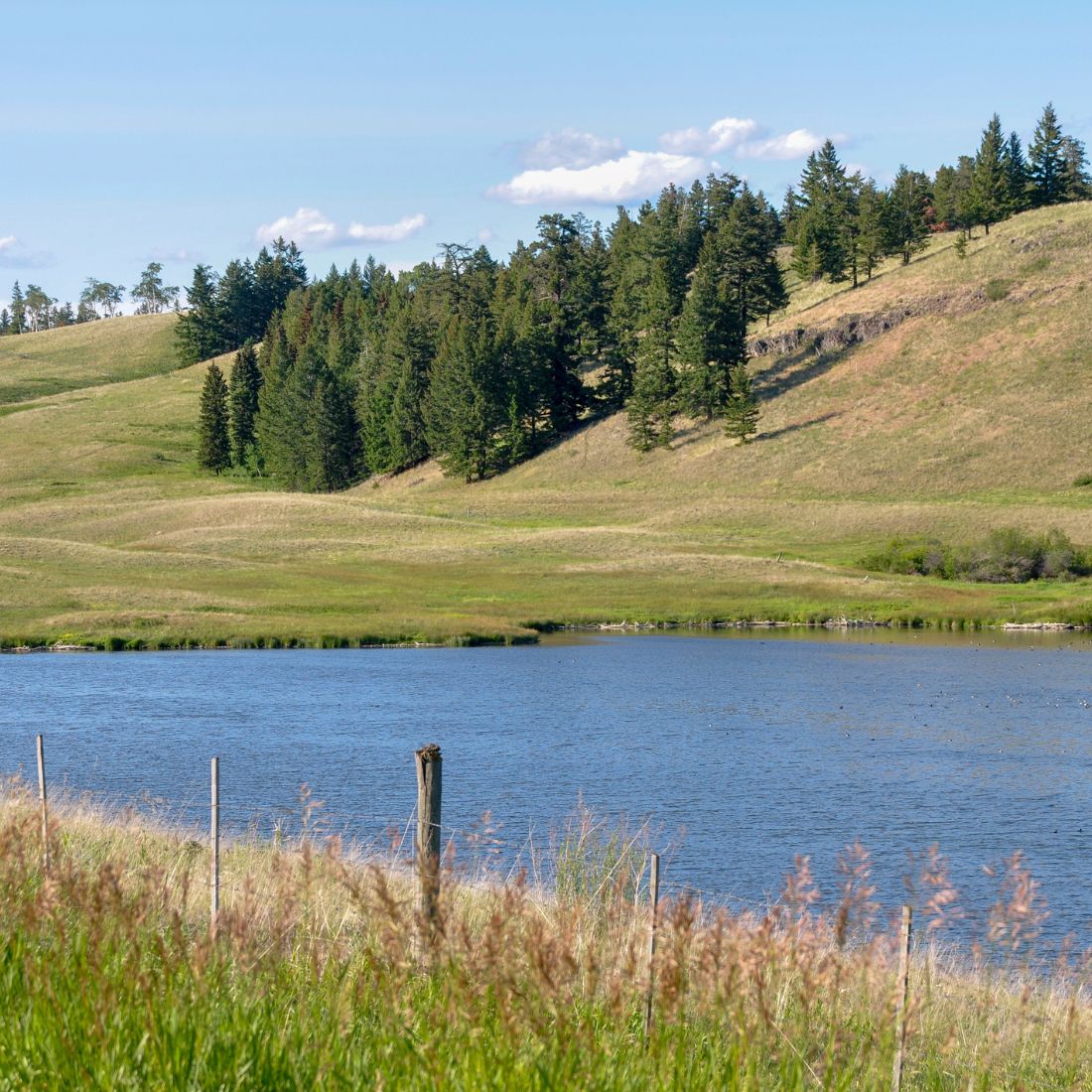 Dry summer conditions on BC cattle ranch