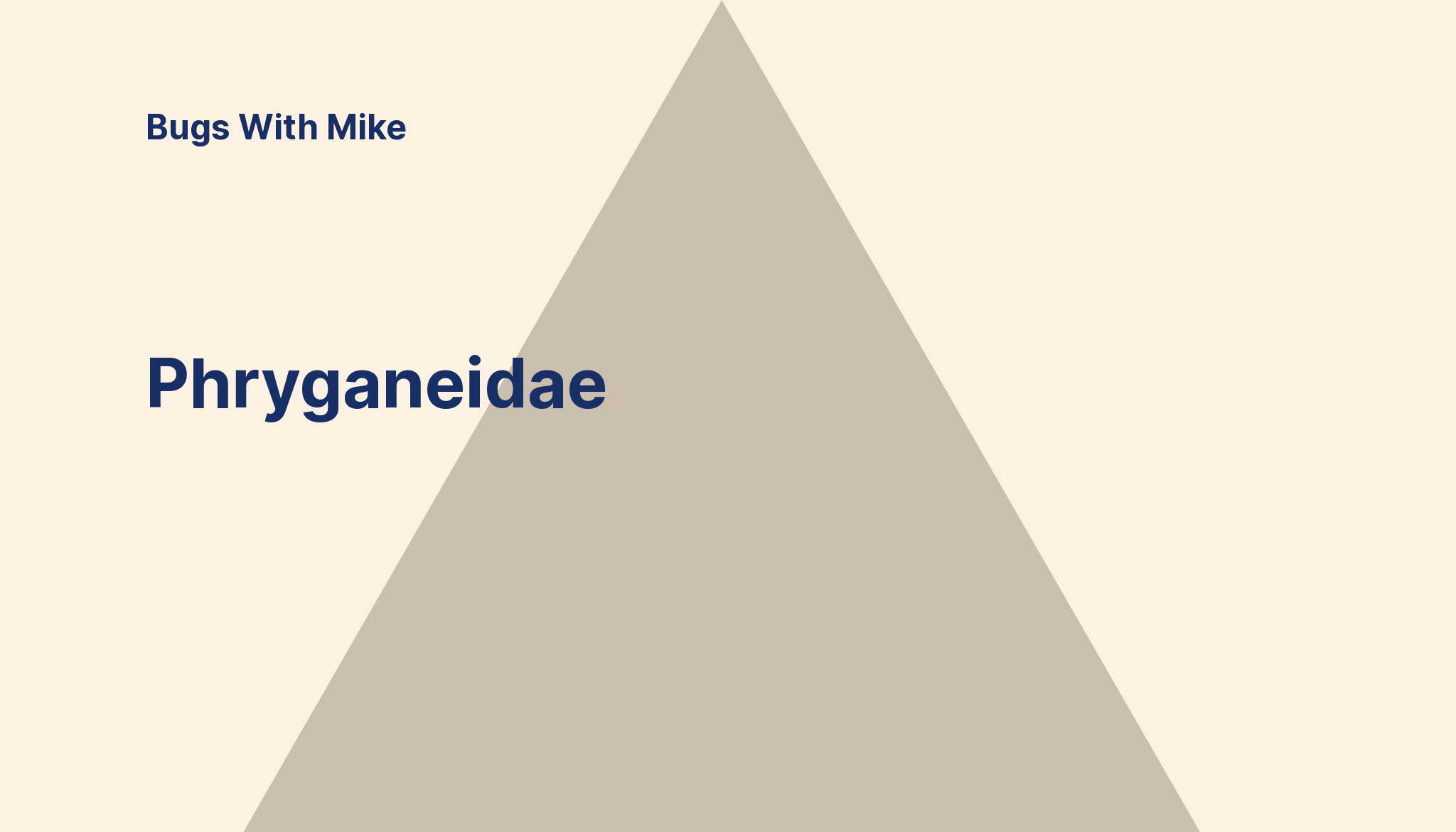 Phryganeidae Bugguide Net - Vintage Pattern Collection - 8K Quality