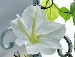 Ипомея: выращивание, посадка, уход