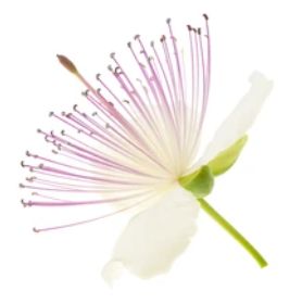 Capr V2 Release Issue 45 Ohdsi Capr Github - Dark Illustration Collection - HD Quality