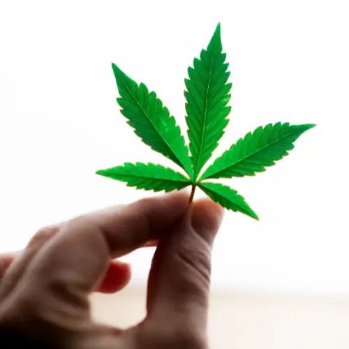 Hand holding a fresh green cannabis leaf against a bright background, symbolizing natural hemp and wellness.
