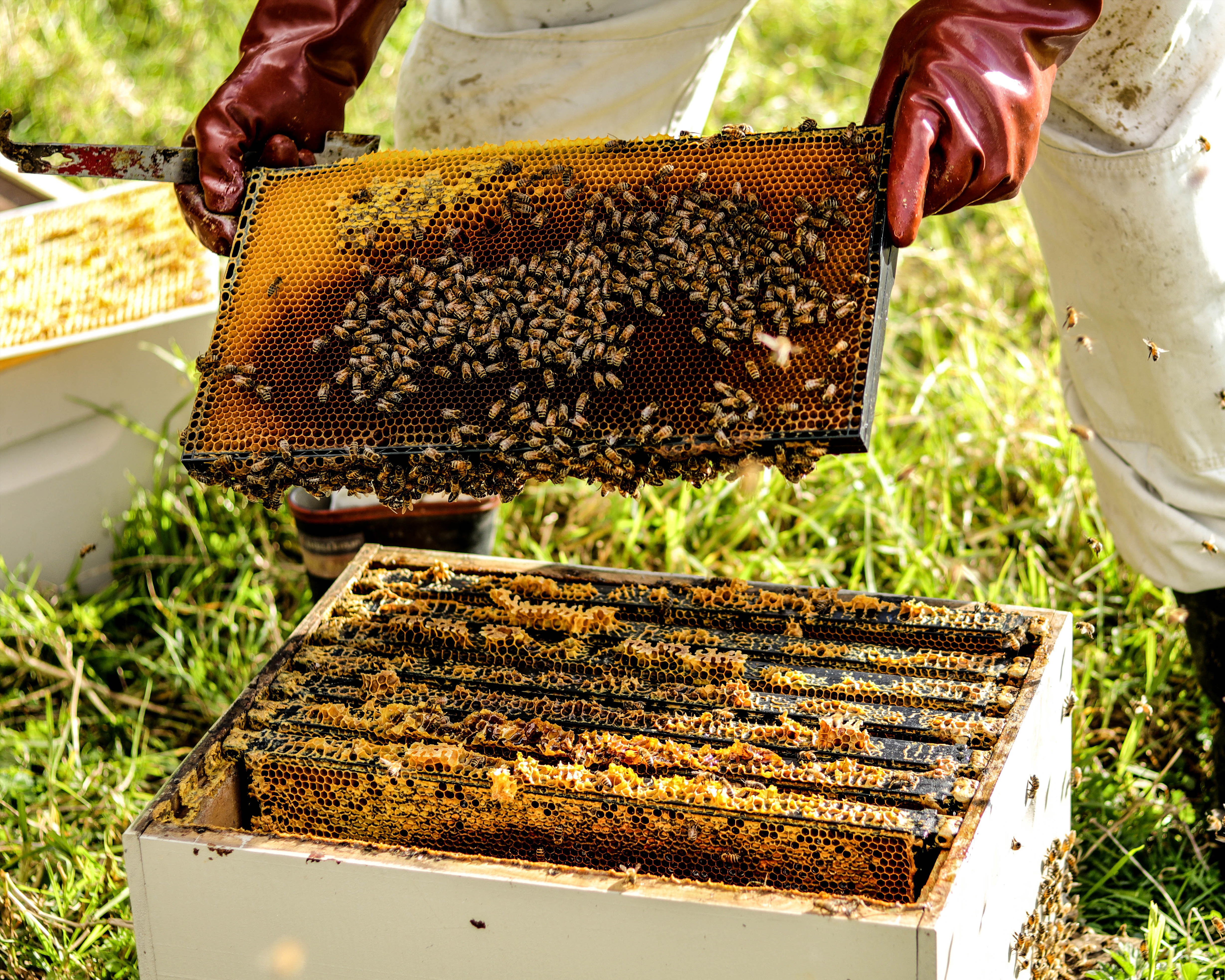 Read more about the article Airport monitoring air quality with 750,000 bees