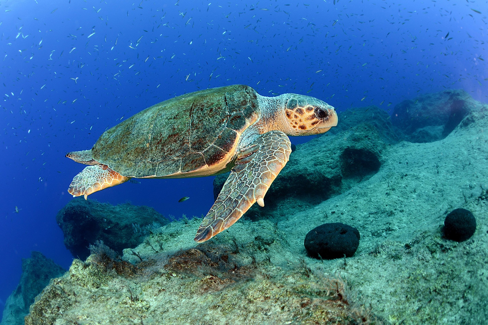 Read more about the article Paul the loggerhead turtle rescued and finally released