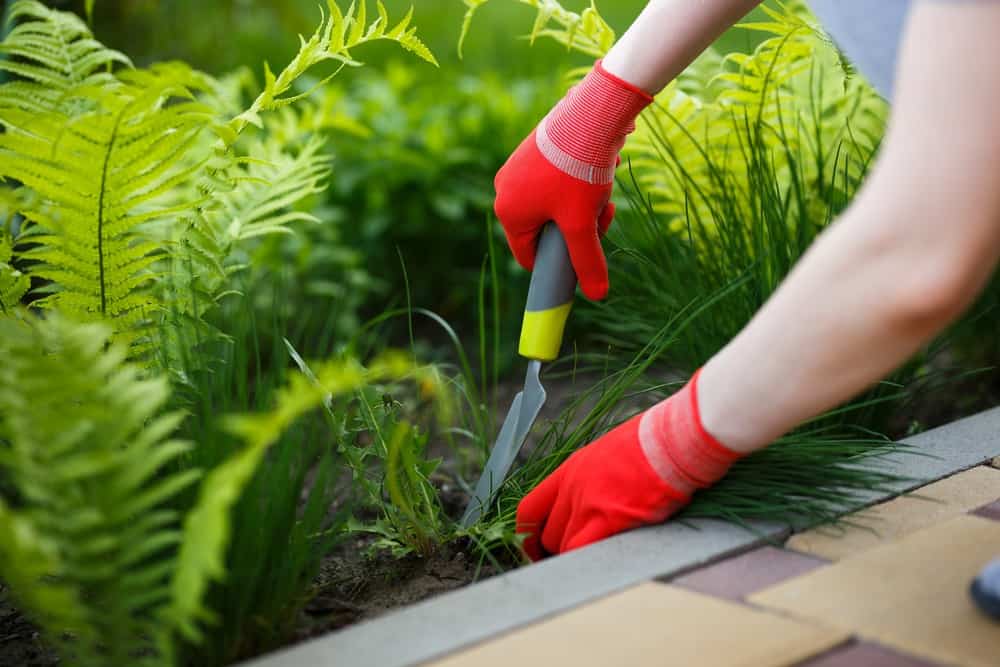 How To Get Rid Of Weeds Permanently 13 Methods Oh So Spotless 2023 