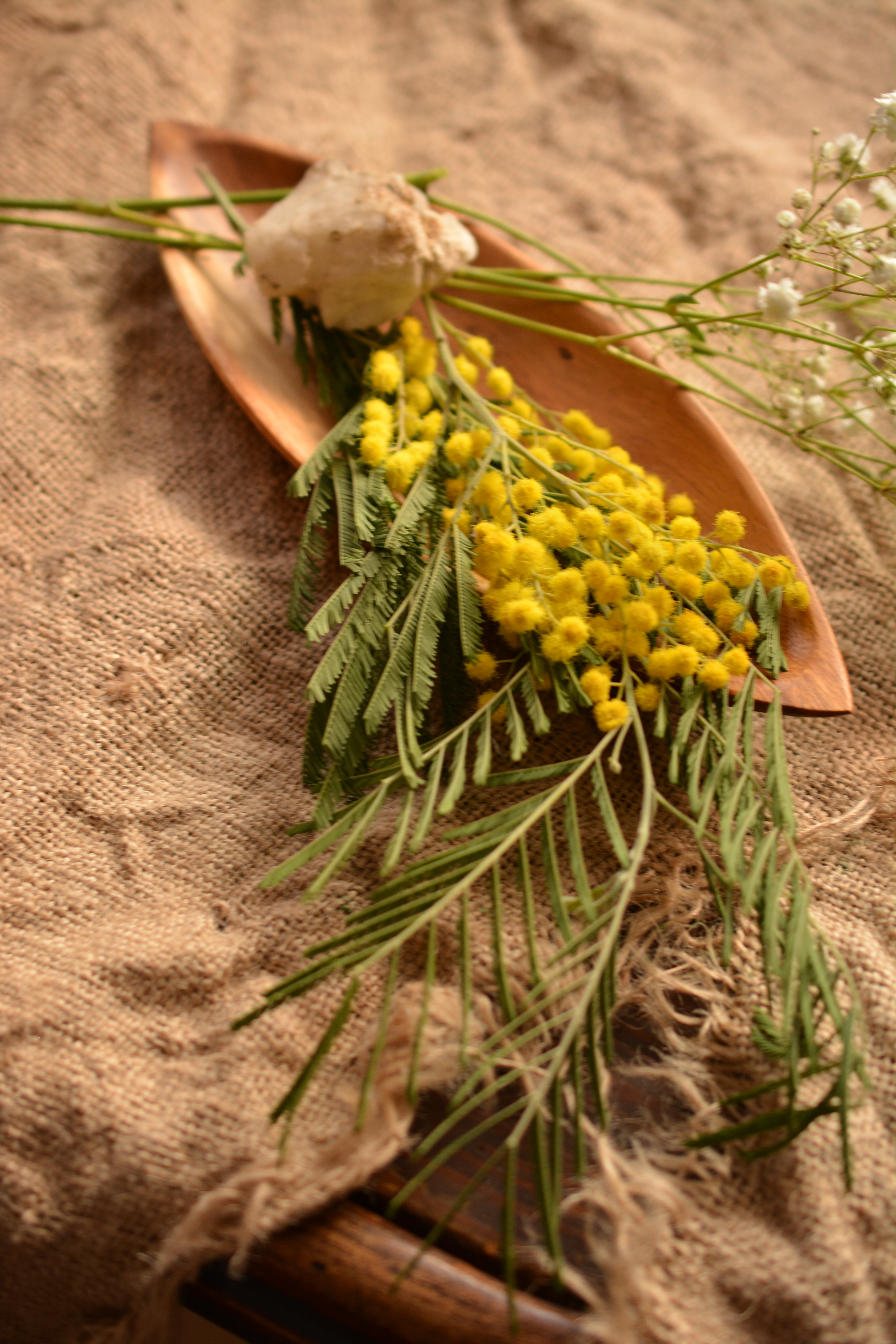 Mimosa sobre arpillera