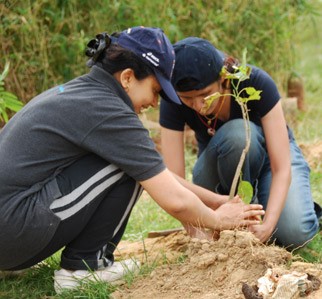 Planting Trees