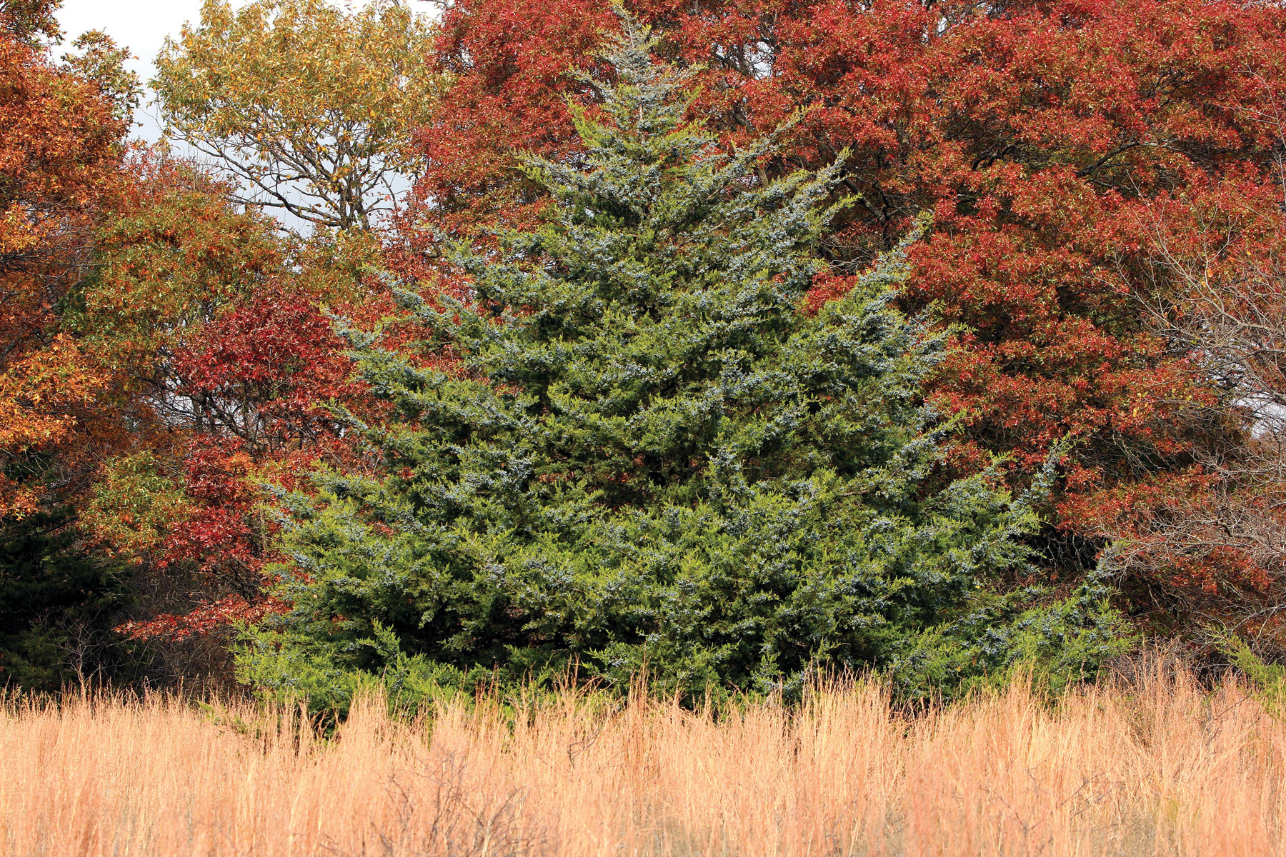 Dogwood Tree In Oklahoma Oklahoma Redbud Oklahoma Cercis Canadensis Texensis My Garden Eastern Redbud Tree Patio Trees Redbud Tree