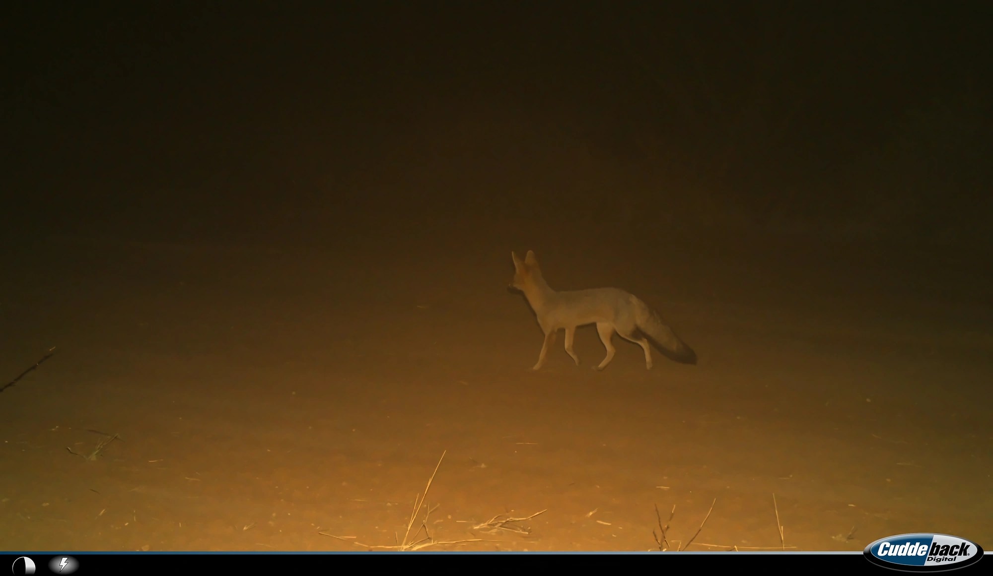 cape fox rare encounter okonjima namibia