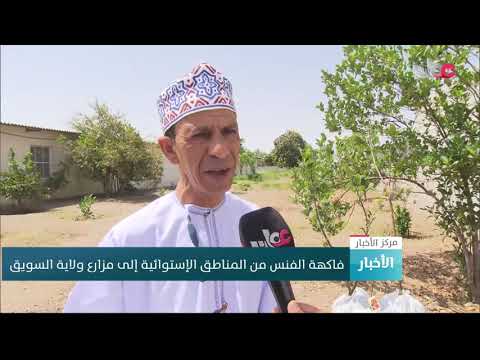 فاكهة الفنس من المناطق الإستوائية إلى مزارع ولاية السويق