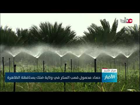 حصاد محصول قصب السكر في ولاية ضنك بمحافظة الظاهرة