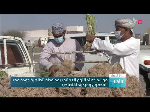 موسم حصاد الثوم العماني بمحافظة الظاهرة جودة في المحصول ومردود اقتصادي