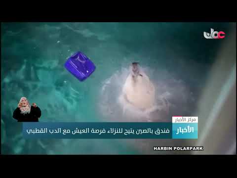 فندق بالصين يتيح للنزلاء فرصة العيش مع الدب القطبي