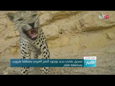 تسجيل علمي جديد بوجود النمر العربي بمنطقة هرويب بمحافظة ظفار