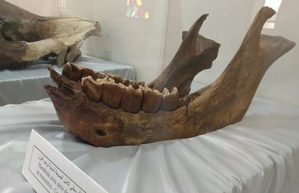 معرض حول اكتشافات عصور ما قبل التاريخ في الجزائر