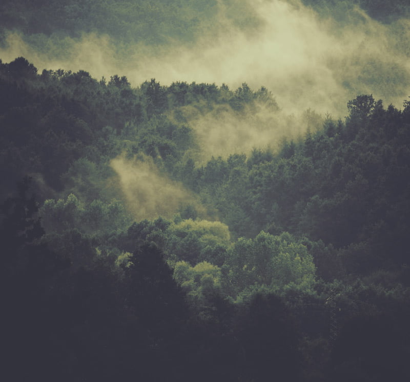 forest
